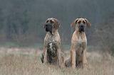 DOGUE ALLEMAND 669